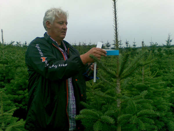Kerstbomen