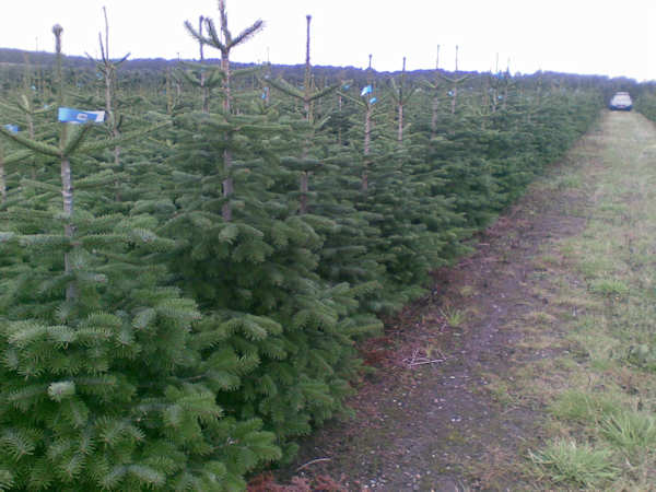 Kerstbomen